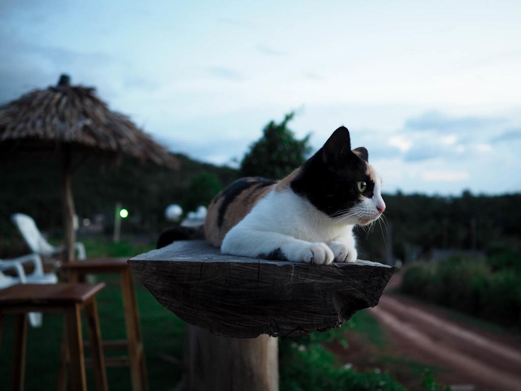 Cat Bungalow Ko Lanta Buitenkant foto
