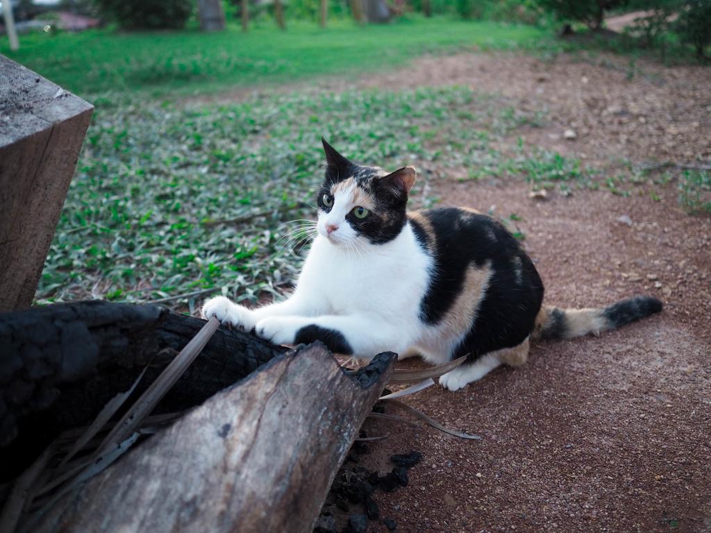 Cat Bungalow Ko Lanta Buitenkant foto